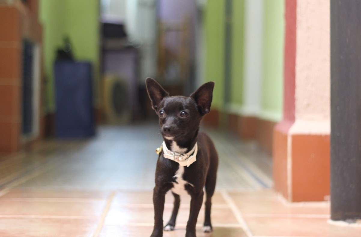 The pet dog in La Casona de Obrapia in Old Havana